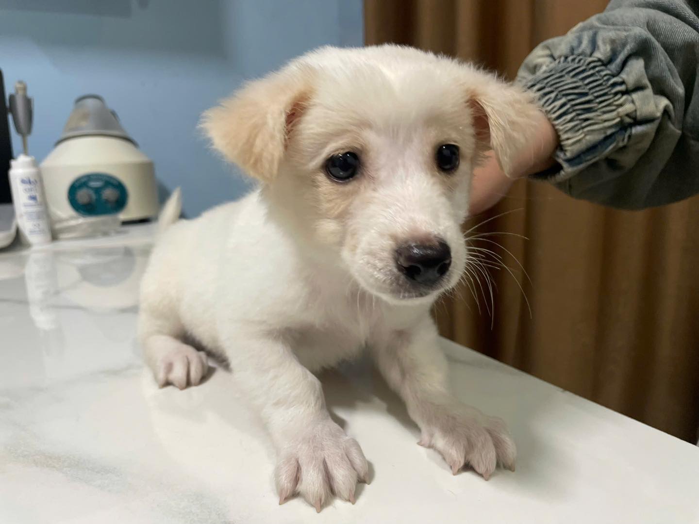 Làm sao để biết chó bị trào ngược dạ dày