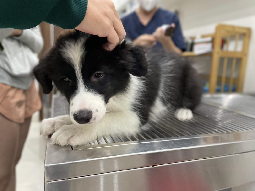 Chó bị trào ngược dạ dày: Cảnh báo sức khỏe không nên bỏ qua