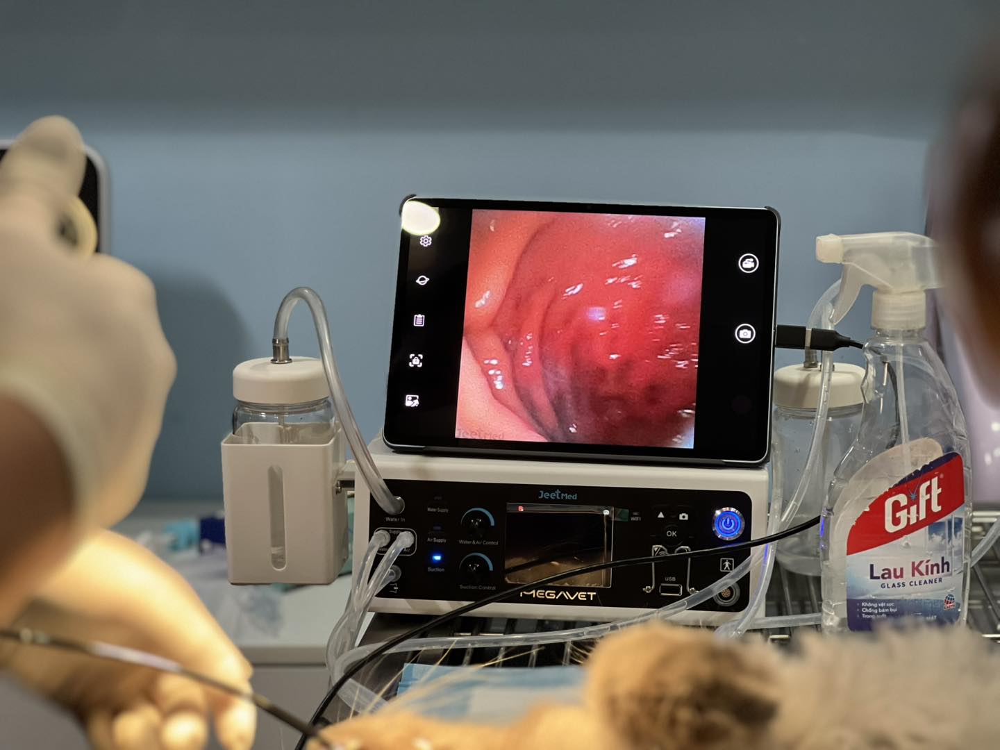 Nội soi để xác định tình trạng bệnh của chó