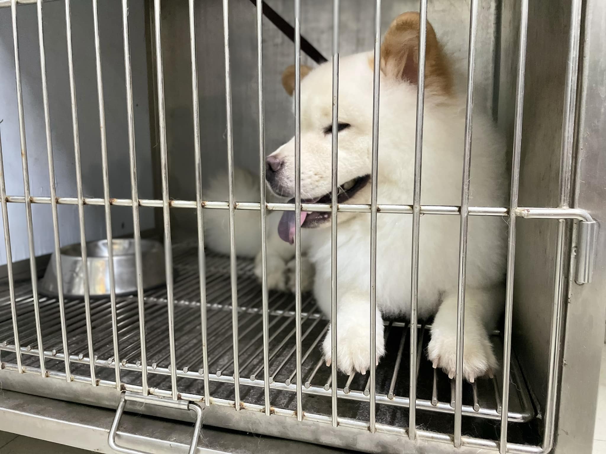 Thay đổi chế độ ăn uống cho chó phù hợp