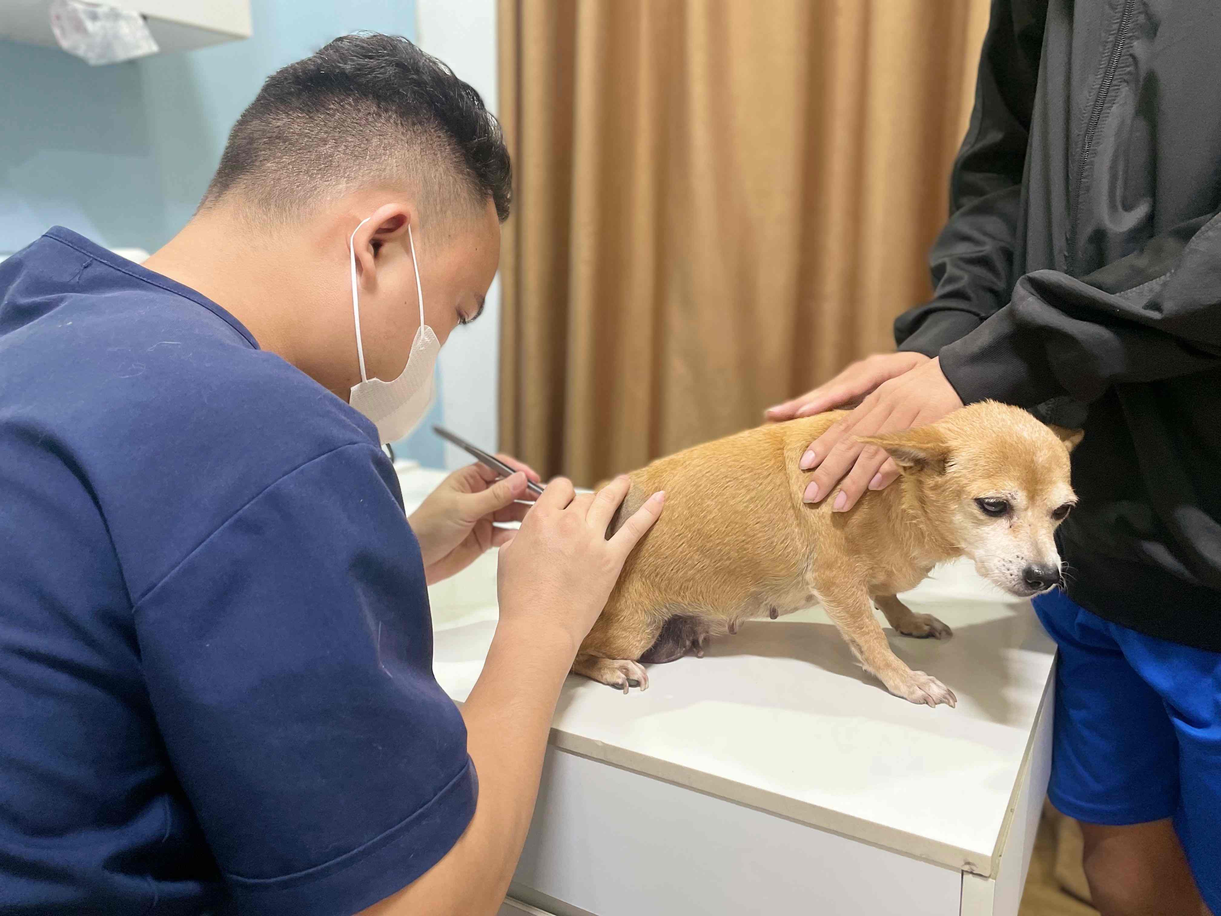 Chó bị bầm tím dưới da có nguy hiểm không