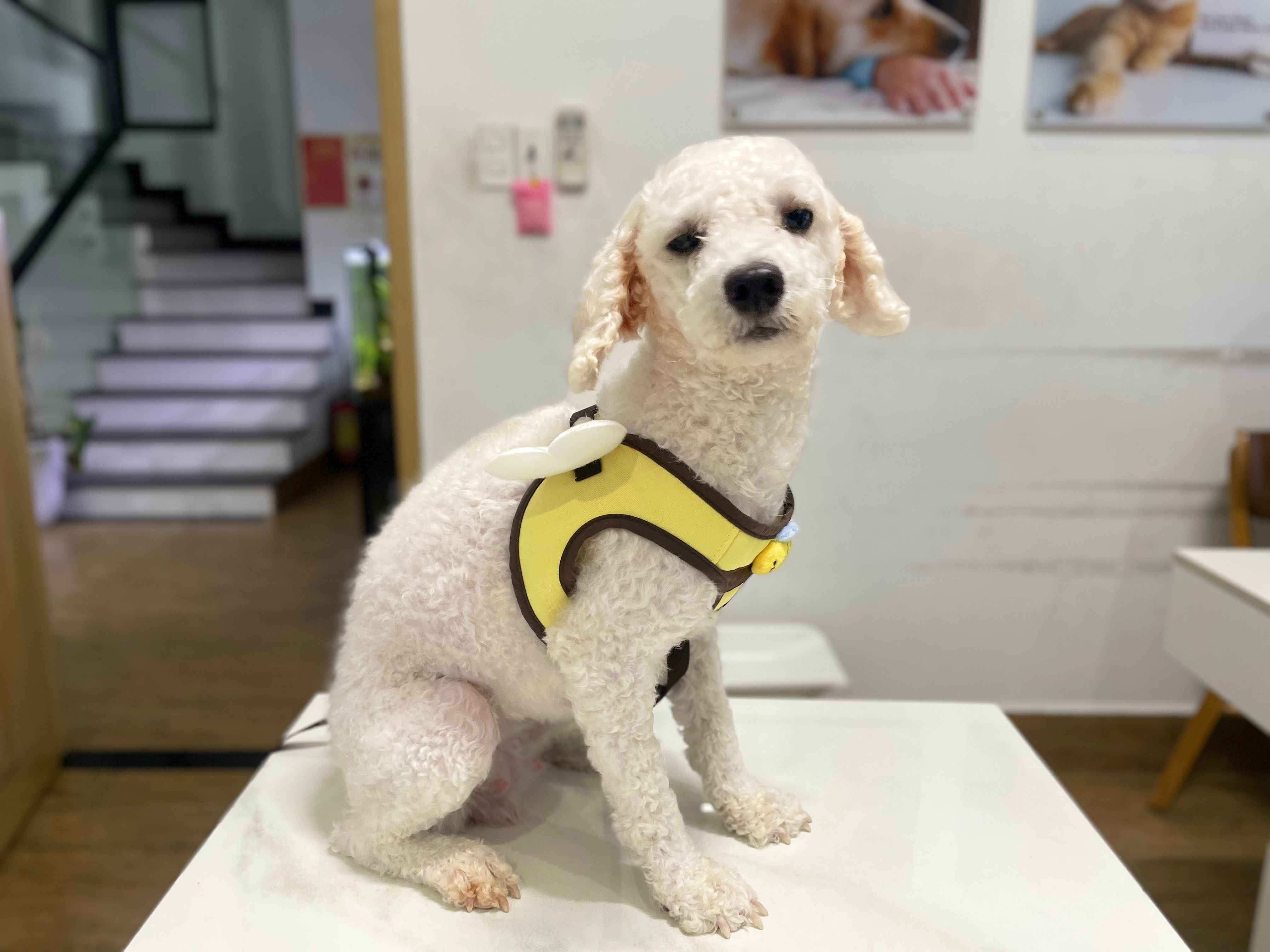 Chó bị các bệnh về gan