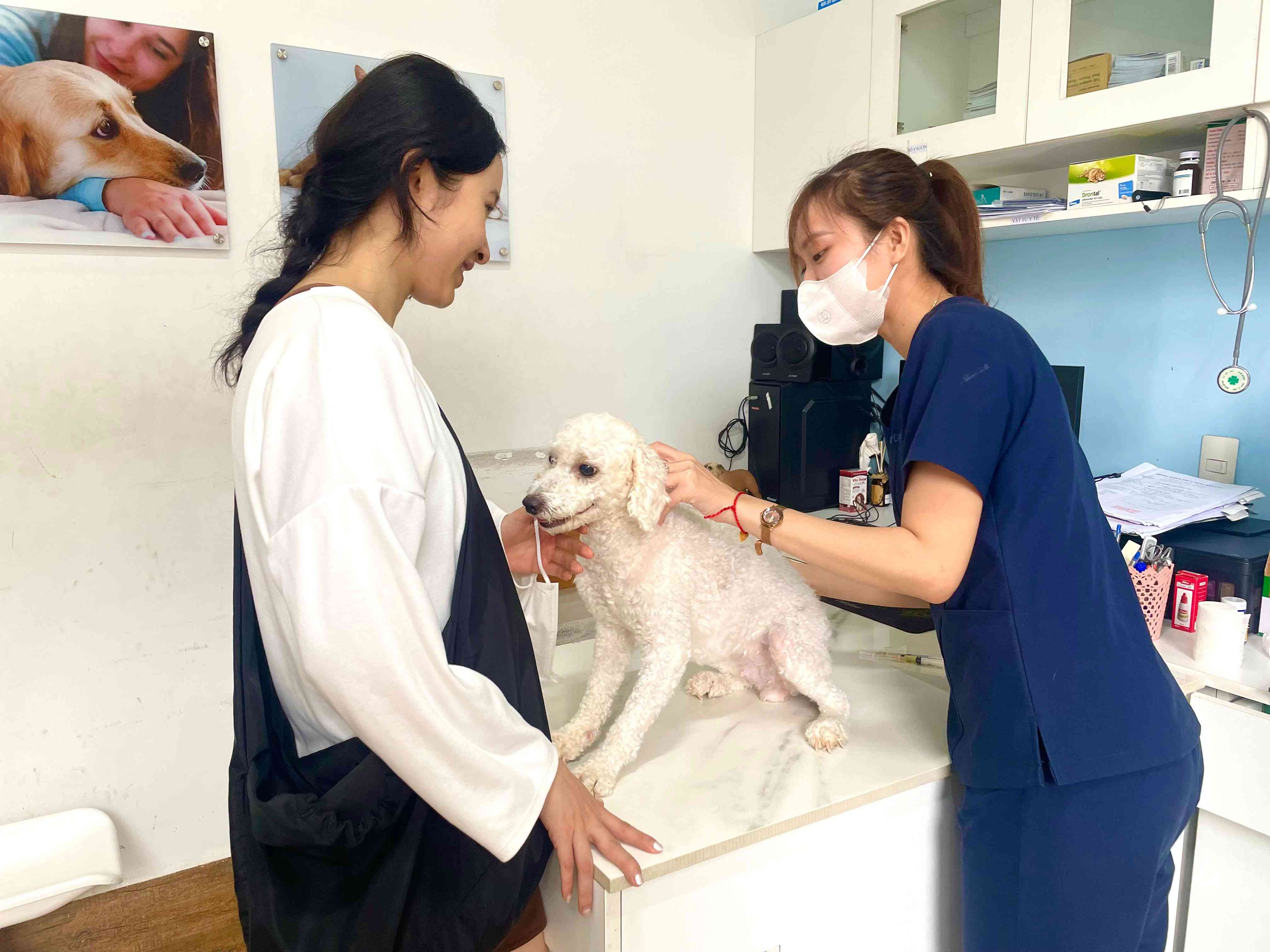 Chó bị thương dẫn đến bầm tím dưới da