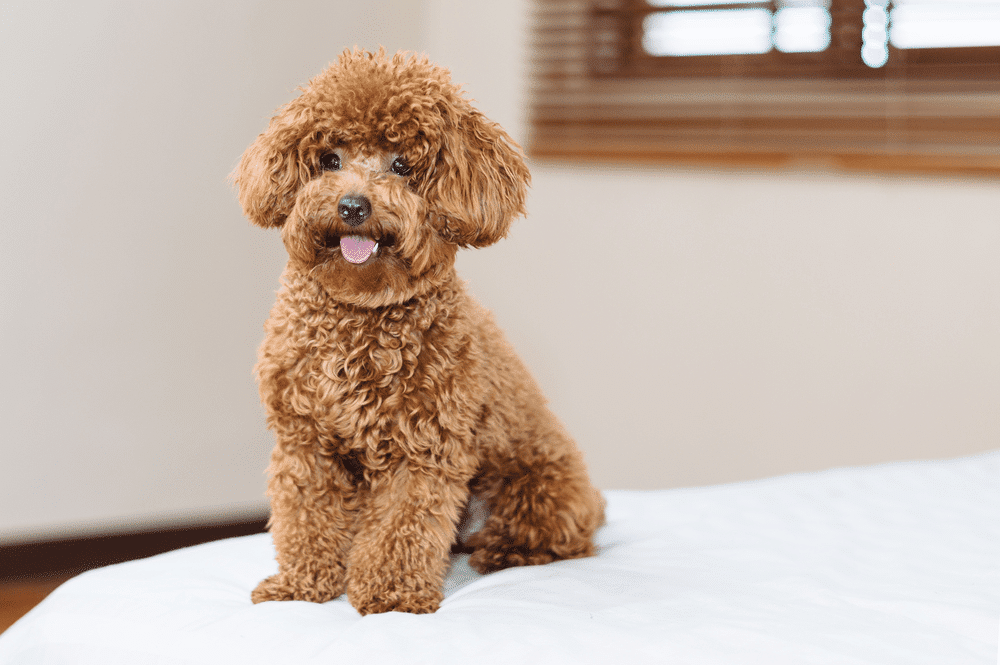 Chó poodle xinh xắn đáng yêu