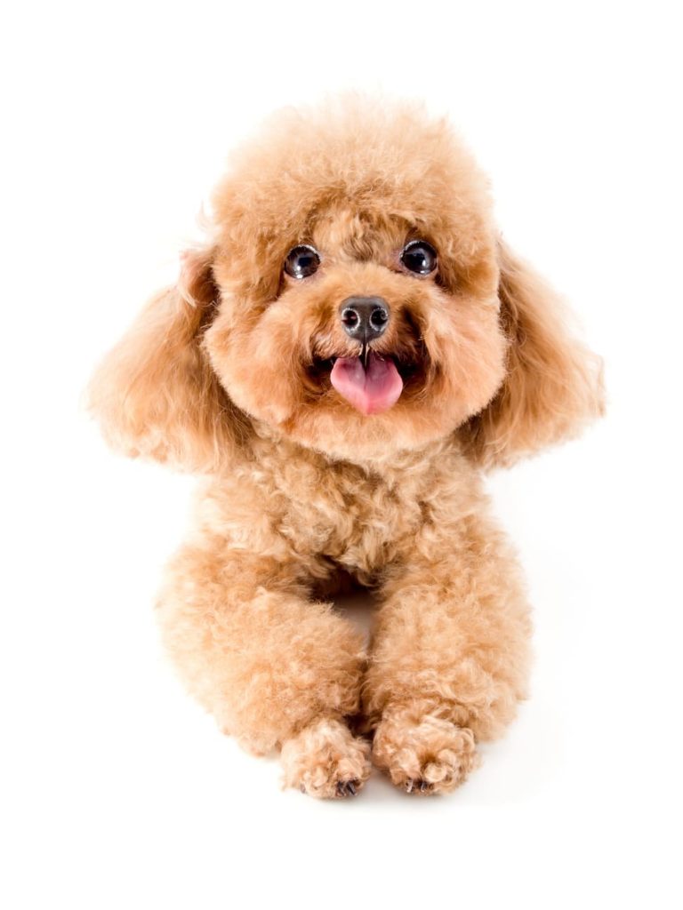Chó poodle không rụng lông