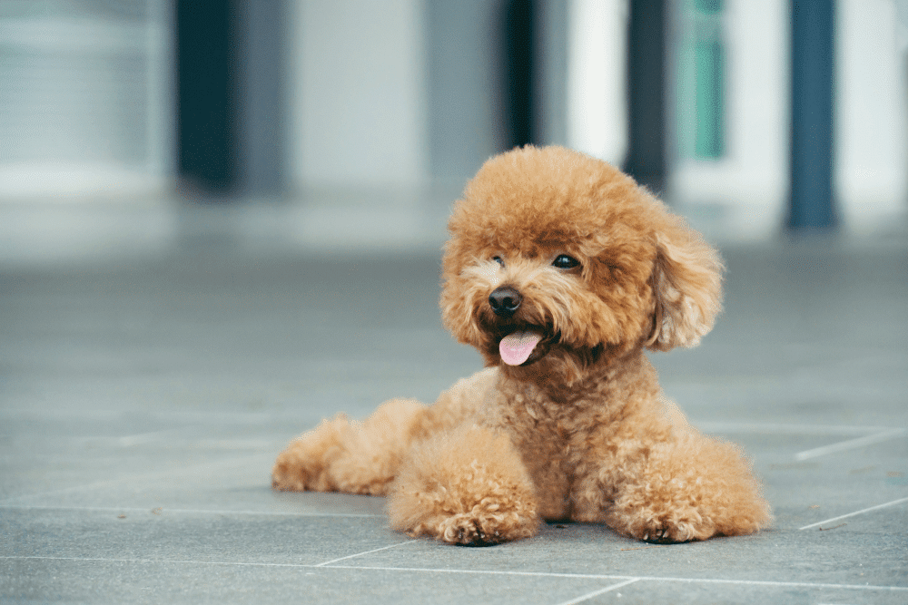 Chó poodle thông minh thứ 2 thế giới