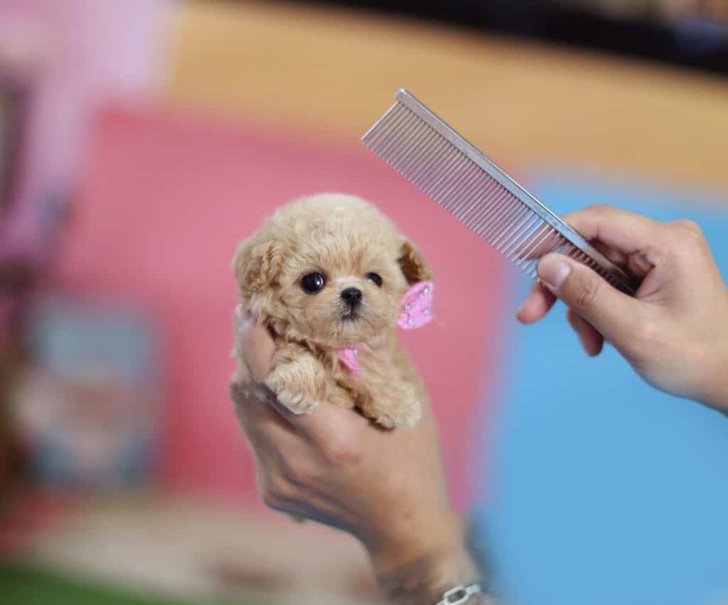 Chó teacup poodle