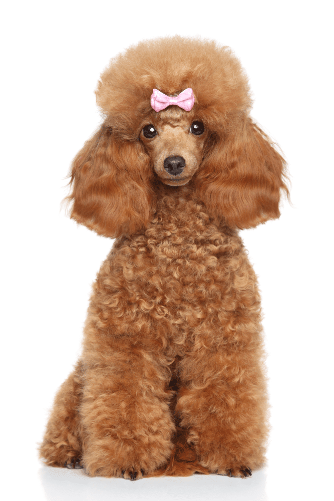 Miniature Poodle
