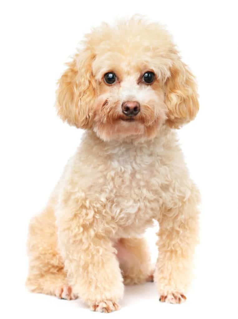 lưu ý khi chọn mua chó poodle