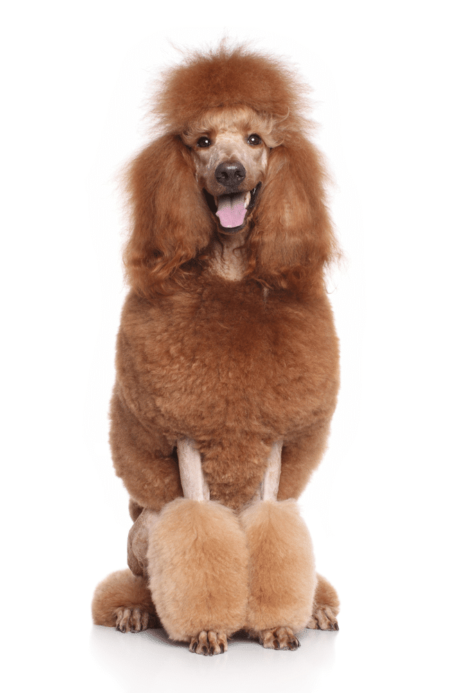 Standard Poodle