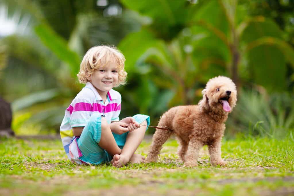 Lưu ý khi nuôi dạy, huấn luyện poodle