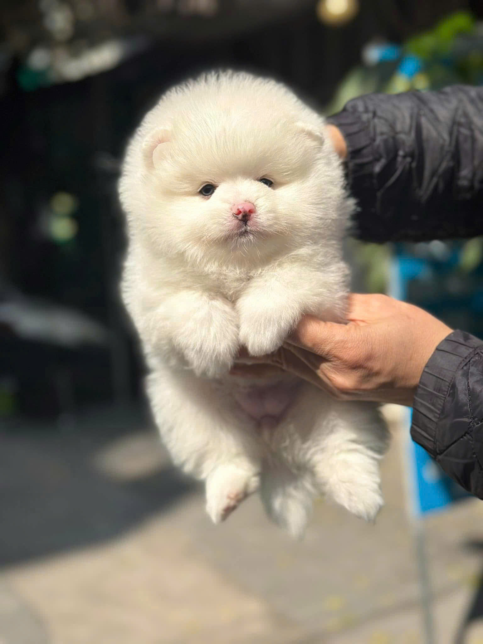 trại chó phốc sóc sài gòn