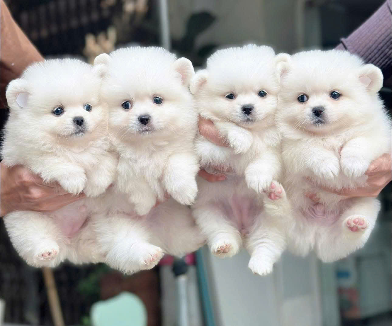 pet shop chó cảnh cần thơ