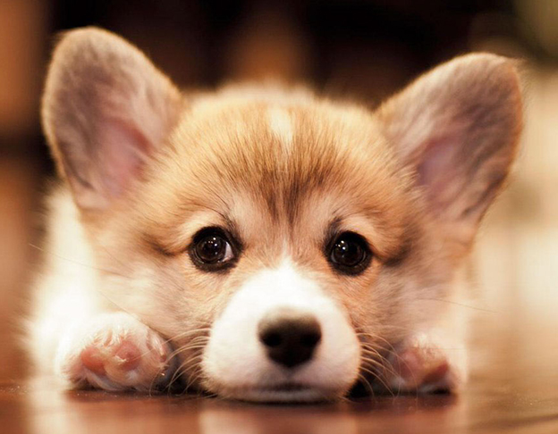 Top 5 chó cảnh giá rẻ dưới 2 triệu cực yêu làm sen say đắm