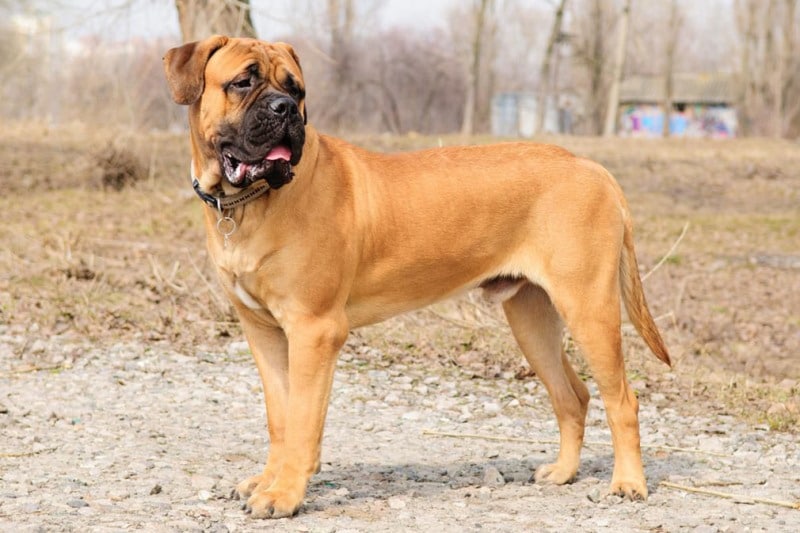 Chó giữ nhà Bullmastiff