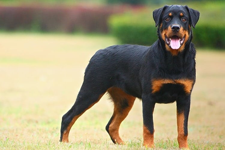 Chó giữ nhà Rottweiler