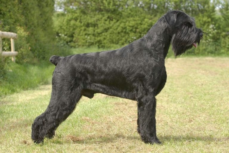 Chó Giant Schnauzer
