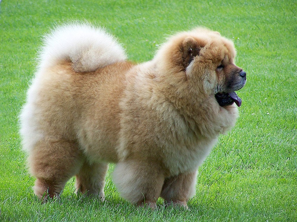 10 chó Chow Chow thuần chủng thông minh khoẻ đẹp