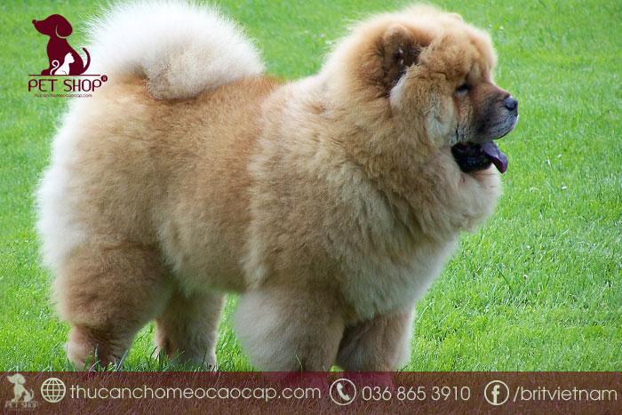 Đặc điểm tính cách của chó Chow Chow