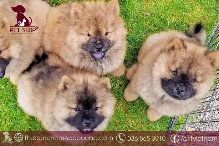 Hướng dẫn cách chăm sóc chó Chow Chow