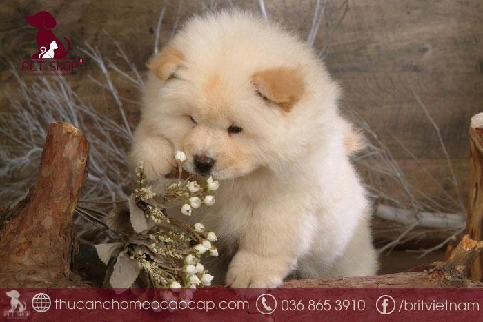 Hướng dẫn cách vệ sinh cho chó Chow Chow