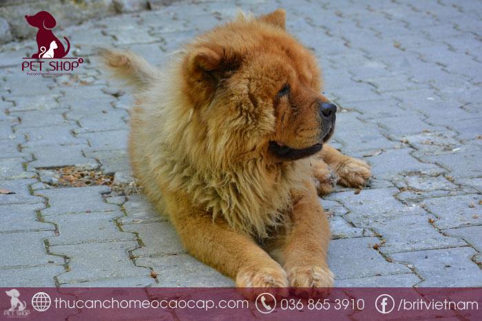 Hướng dẫn cách huấn luyện chó Chow Chow