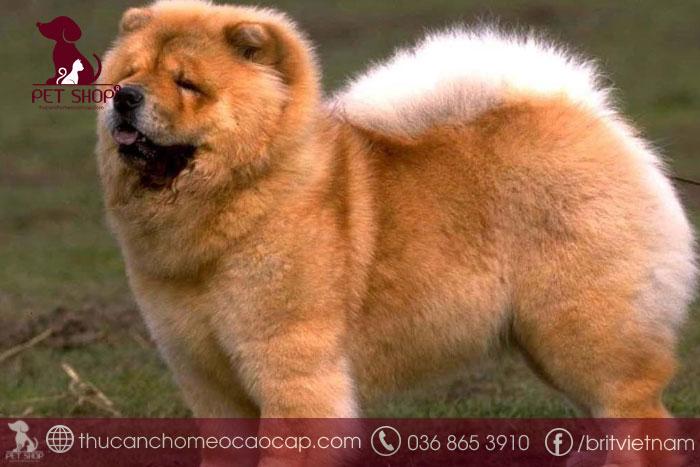 Các yếu tố ảnh hưởng tới chó Chow Chow giá bao nhiêu