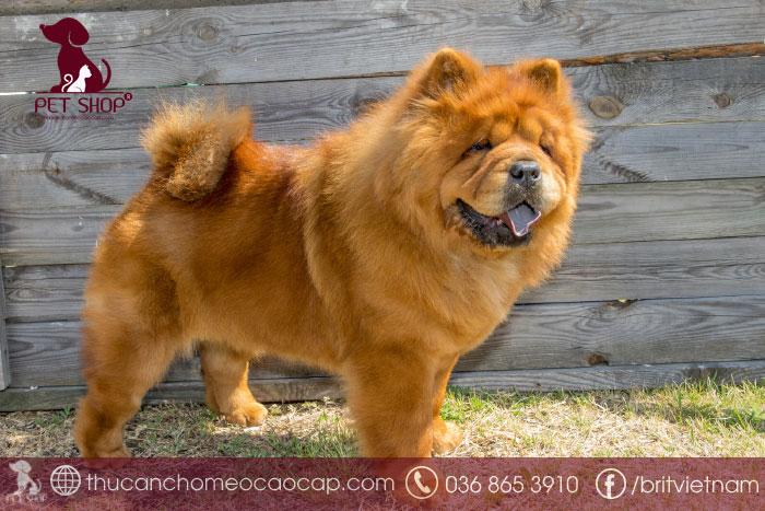 Cập nhật chó Chow Chow giá bao nhiêu chi tiết năm 2020