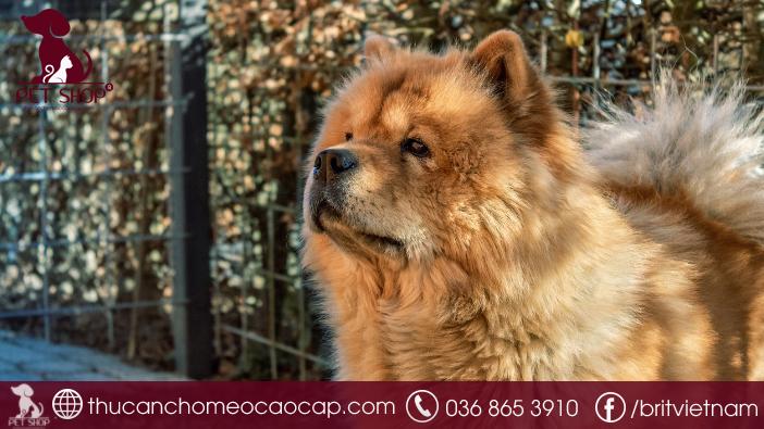 Chó Chow Chow giá bao nhiêu? Kinh nghiệm chọn mua, cách chăm sóc từ A-Z