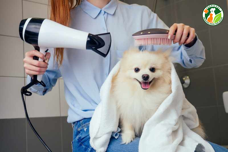 Chó con bao lâu thì tắm được