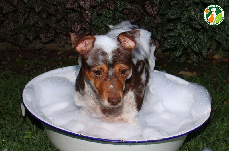 Chó con bao lâu thì tắm được