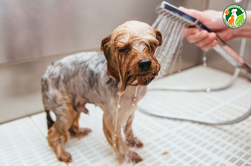 Chó con bao lâu thì tắm được? Hướng dẫn cách tắm cho chó con