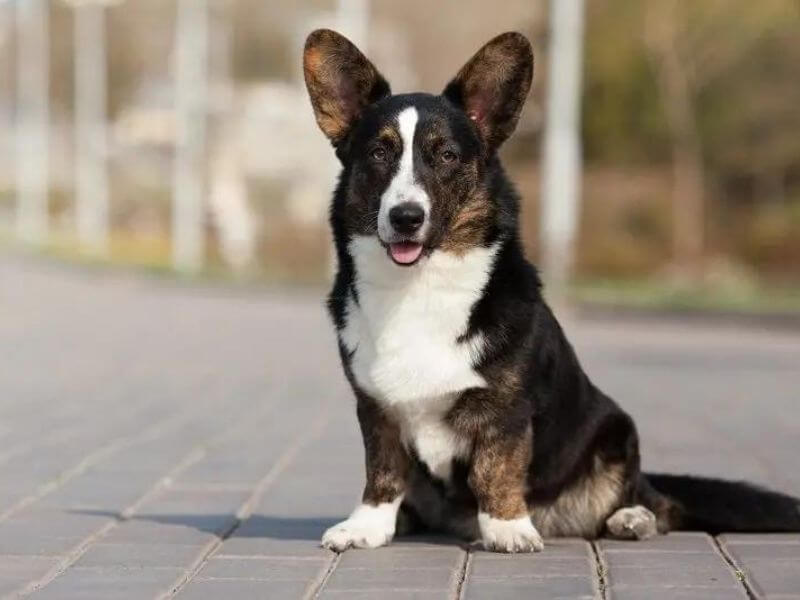 Chó Corgi đen trắng: Nguồn gốc, đặc điểm, ngoại hình, giá bán