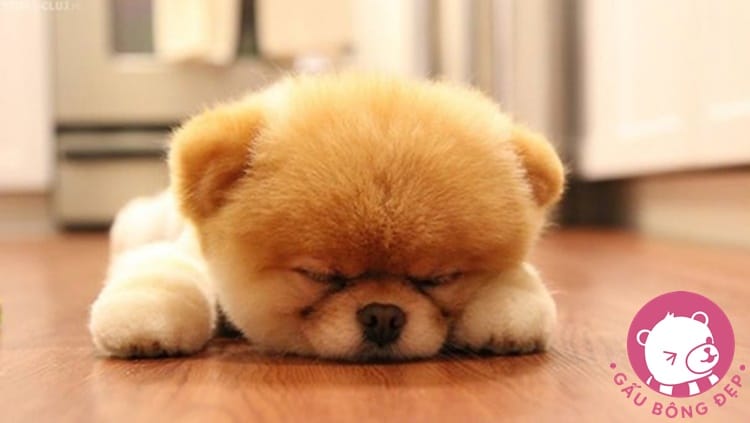 7 loai cho co ve ngoai de thuong giong thu nhoi bong 11 1494505090