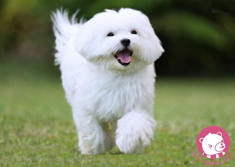 7 loai cho co ve ngoai de thuong giong thu nhoi bong 92 1494507124