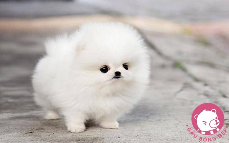 7 loai cho co ve ngoai de thuong giong thu nhoi bong 7 1494505090