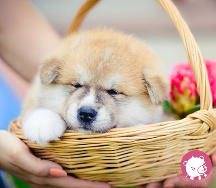 7 loai cho co ve ngoai de thuong giong thu nhoi bong 17 1494505524