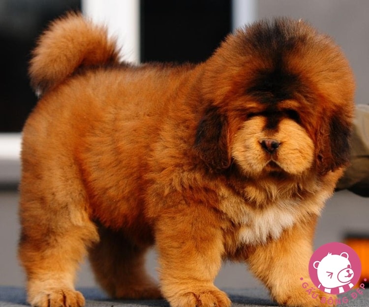 7 loai cho co ve ngoai de thuong giong thu nhoi bong 19 1494505524