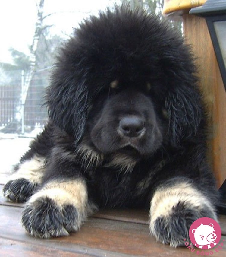 7 loai cho co ve ngoai de thuong giong thu nhoi bong 6 1494505090