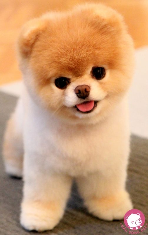 7 loài chó dễ thương có vẻ ngoài giống thú nhồi bông