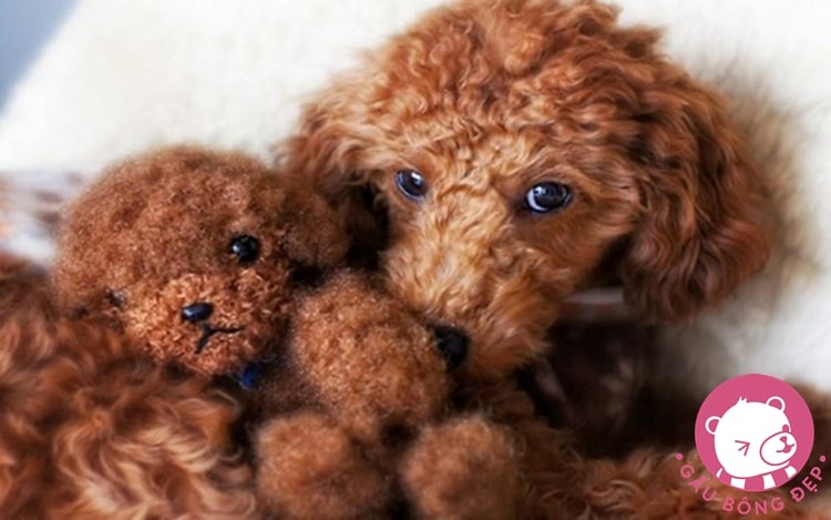 7 loai cho co ve ngoai de thuong giong thu nhoi bong 12 1494505090