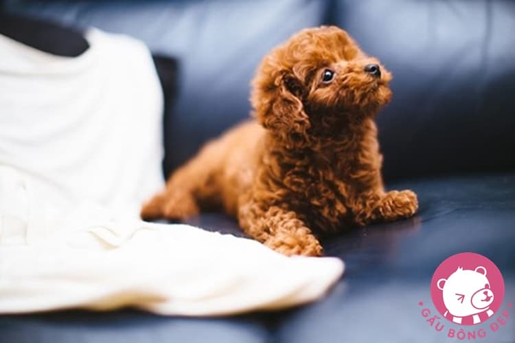 7 loai cho co ve ngoai de thuong giong thu nhoi bong 13 1494505090