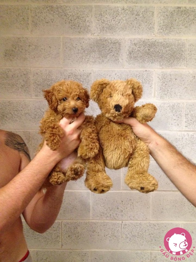 7 loai cho co ve ngoai de thuong giong thu nhoi bong 3 1494505090