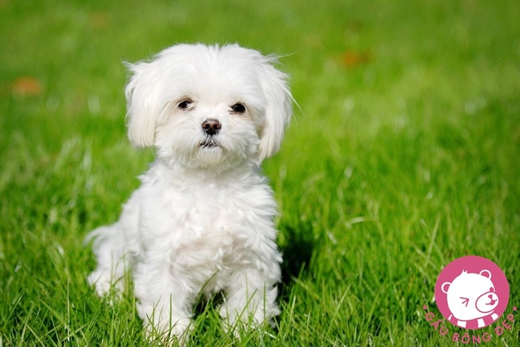 7 loai cho co ve ngoai de thuong giong thu nhoi bong 8 1494505090