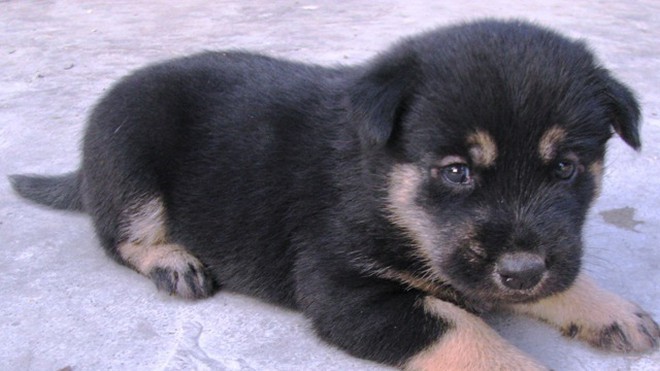 mua chó 4 mắt ở đâu