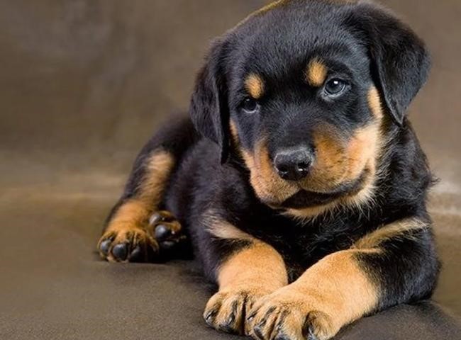 Chó 4 mắt, giống chó ta khôn nhất: Bảng giá và địa chỉ mua chó