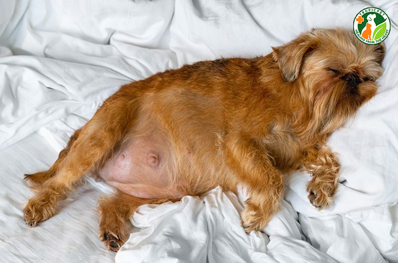 Chó giao phối bao lâu thì có thai