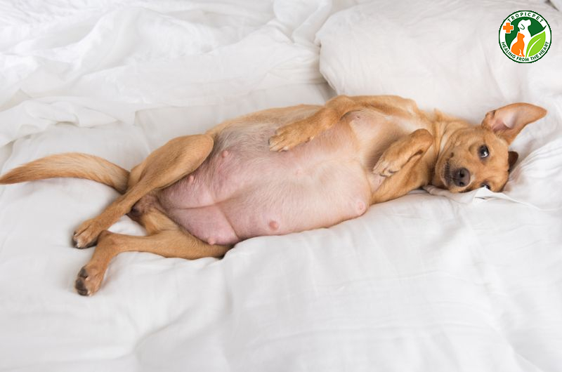 Chó giao phối bao lâu thì có thai