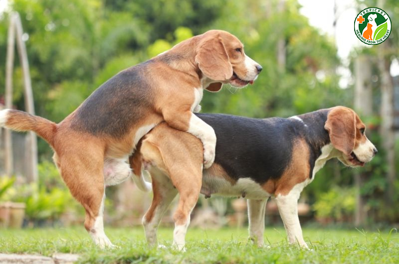 Chó giao phối bao lâu thì có thai
