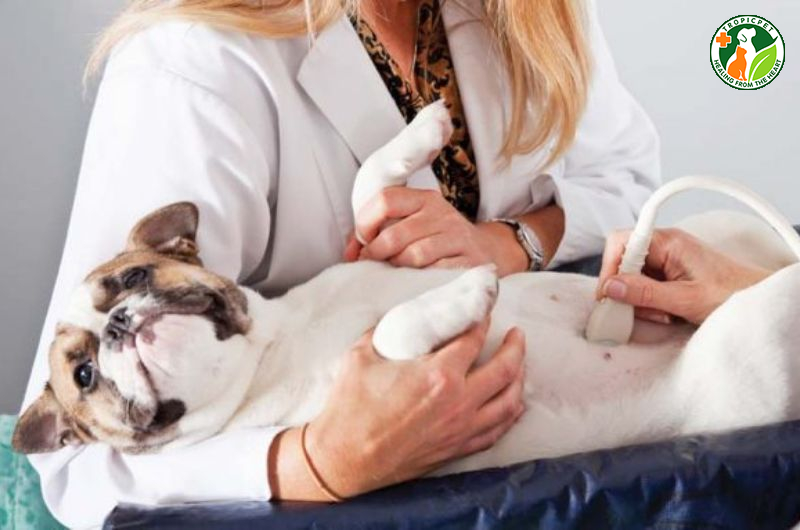 Chó giao phối bao lâu thì có thai